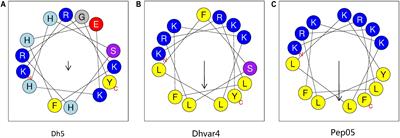 D- and Unnatural Amino Acid Substituted Antimicrobial Peptides With Improved Proteolytic Resistance and Their Proteolytic Degradation Characteristics